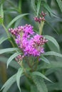 Smooth ironweed Vernonia fasciculata, purple flower and buds Royalty Free Stock Photo